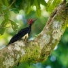 Datel indomalajsky - Dryocopus javensis - White-bellied Woodpecker o0408